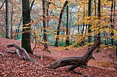 "European Beech; Common Beech; Fangus sylvalica; Schleswig-Holstein; Germany."