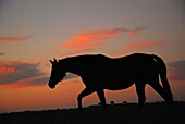 Ein junges Pferd wandert bei Sonnenuntergang über die Felder.