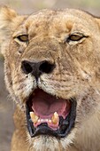 Afrikanischer Löwe (Panthera leo) - Weibchen. Savuti, Chobe-Nationalpark, Botsuana.