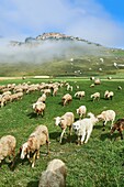 Sheep on the Piano Grande,Gret Plain,of Castelluccio di Norcia,Parco Nazionale dei Monti Sibillini ,Apennine Mountains,Umbria,Italy.