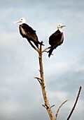A couple of birds perch on a tree branch in Yucatan,Mexico,June 21,2009.