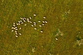 Aerial photograph of a flock of sheep in Llucmajor,Mallorca,Balearic Islands,Spain.
