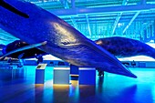 Whale Museum,Reykjavik,Iceland.