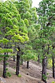 Canary pine forest El Hierro Canary islands Spain.