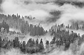 Nebel, Regen und Wolken im Wald auf der Südostseite des Mount Saint Helens National Volcanic Monument, Cascade Mountains, Washington. Von der Forest Road 90 zwischen Curly Creek Falls und Big Creek Falls.