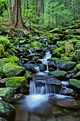 "Cascading stream along Sol Duc Falls Trail; Olympic National Park,Washington.."