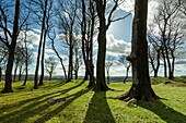 Early spring at Chanctonbury Ring,prehistoric hillfort in South Downs National Park,West Sussex,England.