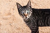 Kleine Katze mit blaugrünen Augen, Algarve, Portugal.