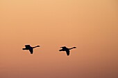 Whooper Swan (Cygnus cygnus) flying in to land at sunset in golden light. Lubana Wetland Complex. Latvia.