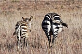 Kapbergzebras (Equus zebra zebra), Erwachsener mit Zebrafohlen, der im offenen Grasland spaziert, Mountain Zebra National Park, Eastern Cape, Südafrika, Afrika.