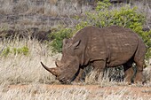 Weißes Nashorn (Ceratotherium simum), gehendes erwachsenes Männchen, das sich von trockenem Gras ernährt, mit einem Rotschnabel-Ochsenspecht (Buphagus erythrorhynchus), der an seinem linken Hinterbein hängt, Krüger-Nationalpark, Südafrika, Afrika.