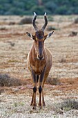 Rote Hartebeest (Alcelaphus buselaphus caama), Erwachsener, der in der trockenen Wiese steht, Alarm, Addo Elephant National Park, Eastern Cape, Südafrika, Afrika.