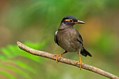 Indian blackbird,male,Turdus simillimus,Salim Ali Bird Sanctuary,Thattekad,Kerala,India.