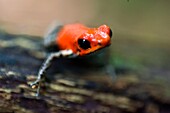 Erdbeergiftfrosch (Dendrobates pumilio), erwachsen, Bastimentos National Park, Bocas del Toro, Panama.