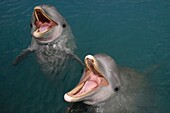 Sanctuary Bay, Grand Bahama. Bahamas. UNEXSO. Programm Schwimmen und nahe Begegnung mit den Delfinen.