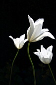 Weiße Tulpen vor schwarzem Hintergrund