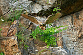 Jungvögel der eurasischen Uhu (Bubo bubo), Deutschland