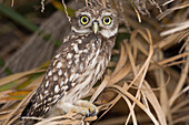 Steinkauz (Athene noctua), Perpignan, Frankreich