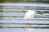 A great egret (Ardea alba) flies in the Amazon River, near Manaus, Amazon, Brazil, South America