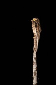 A common potoo perched on a dead tree is illuminated by spotlights during a nighttime excursion, near Manaus, Amazon, Brazil, South America