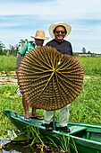 Two Brazilian naturalist guides standing in a wooden pirogue canoe showing the underside of the leaf of the Victoria amazonica water lily (family Nymphaeaceae), near Manaus, Amazon, Brazil, South America