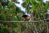 Ein Hoatzin (Opisthocomus hoazin), auch Reptilienvogel, Stinkvogel bzw. Canje-Fasan genannt, breitet seine Flügel aus, während er auf einem Ast sitzt, nahe Manaus, Amazonas, Brasilien, Südamerika