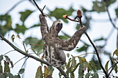 A brown-throated three-toed sloth (Bradypus variegatus) pauses while holding two branches, near Manaus, Amazon, Brazil, South America