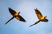 Blue-and-yellow macaws (Ara ararauna) fly against a late afternoon sky, near Manaus, Amazon, Brazil, South America