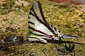 A swallowtail butterfly seeks moisture next to a small waterfall, near Manaus, Amazon, Brazil, South America
