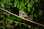 Ein gewöhnlicher Nachtschwärmer (Chordeiles minor), der während eines nächtlichen Ausflugs im Lampenlicht gesehen wurde, ruht auf einem Ast, nahe Manaus, Amazonas, Brasilien, Südamerika