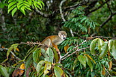 A squirrel monkey (genus Saimiri) peers from the branch of a tree, near Manaus, Amazon, Brazil, South America