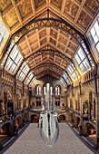Interior, Natural History Museum, London, England, United Kingdom, Europe