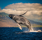 Mutterwal durchbricht vollständig das Wasser, Maui, Hawaii, Vereinigte Staaten von Amerika, Pazifik