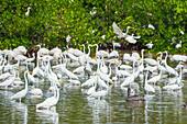 Gruppe von Silberreihern (Ardea alba) auf der Suche nach Nahrung in einem Teich, JN Ding Darling National Wildlife Refuge, Florida, Vereinigte Staaten von Amerika, Nordamerika