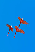 Hellrote Aras (Ara Macao) im Flug, Halbinsel Osa, Corcovado Nationalpark, Costa Rica, Mittelamerika