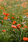 Poppy field in close-up, central Hesse, Germany