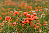 Poppy field in close-up, central Hesse, Germany
