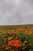 Poppy field, central Hesse, Germany