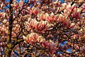 Magnolienbaum in der Blüte, Speyer, Rheinland-Pfalz, Deutschland, Europa