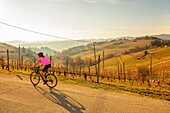 Cyclist passing vineyard on the panoramic route, Canelli, Piedmont, Italy, Europe