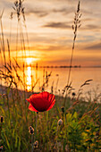 Mohnblüte im Sonnenuntergang mit Blick auf den Graswarder, Heiligenhafen, Sonnenuntergang, Strandhusen, Ostsee, Ostholstein, Schleswig-Holstein, Deutschland