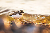 Ringed plover on the shore of the Baltic Sea, Ostholstein, Schleswig-Holstein, Germany