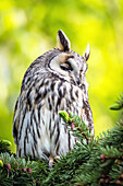 long-eared owl, portrait, bird, animals,