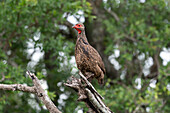 A Swainson's spurfowl, Pternistis swainsonii, stands at the top of a branch