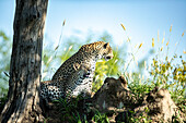 A mother and leopard cub, Panthera pardus, rest together in the shade of a tree