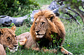 Ein männlicher Löwe, Panthera leo, legt sich in grünes Gras