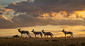 Vier wilde Hunde, Lycaon pictus, stehen im Abendlicht wachsam in einer Linie.