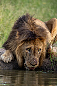 Ein männlicher Löwe, Panthera leo, legt sich hin, um Wasser zu trinken, und schaut auf