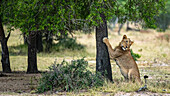 Der junge männliche Löwe, Panthera leo, kratzt an einem Baum