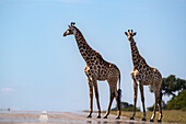 Zwei Giraffen, Giraffa camelopardalis giraffa, gehen über eine Straße